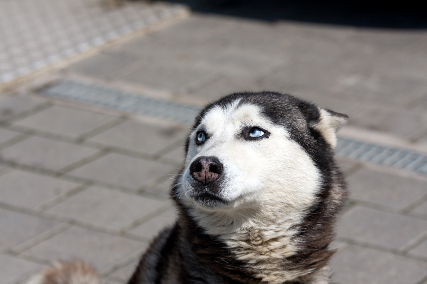 a dog with its ears back