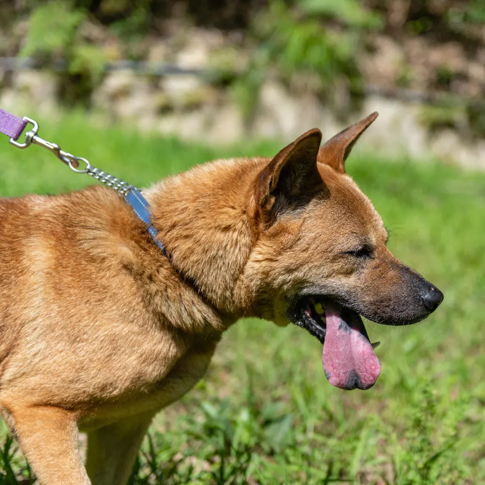 Dog Bite Victims